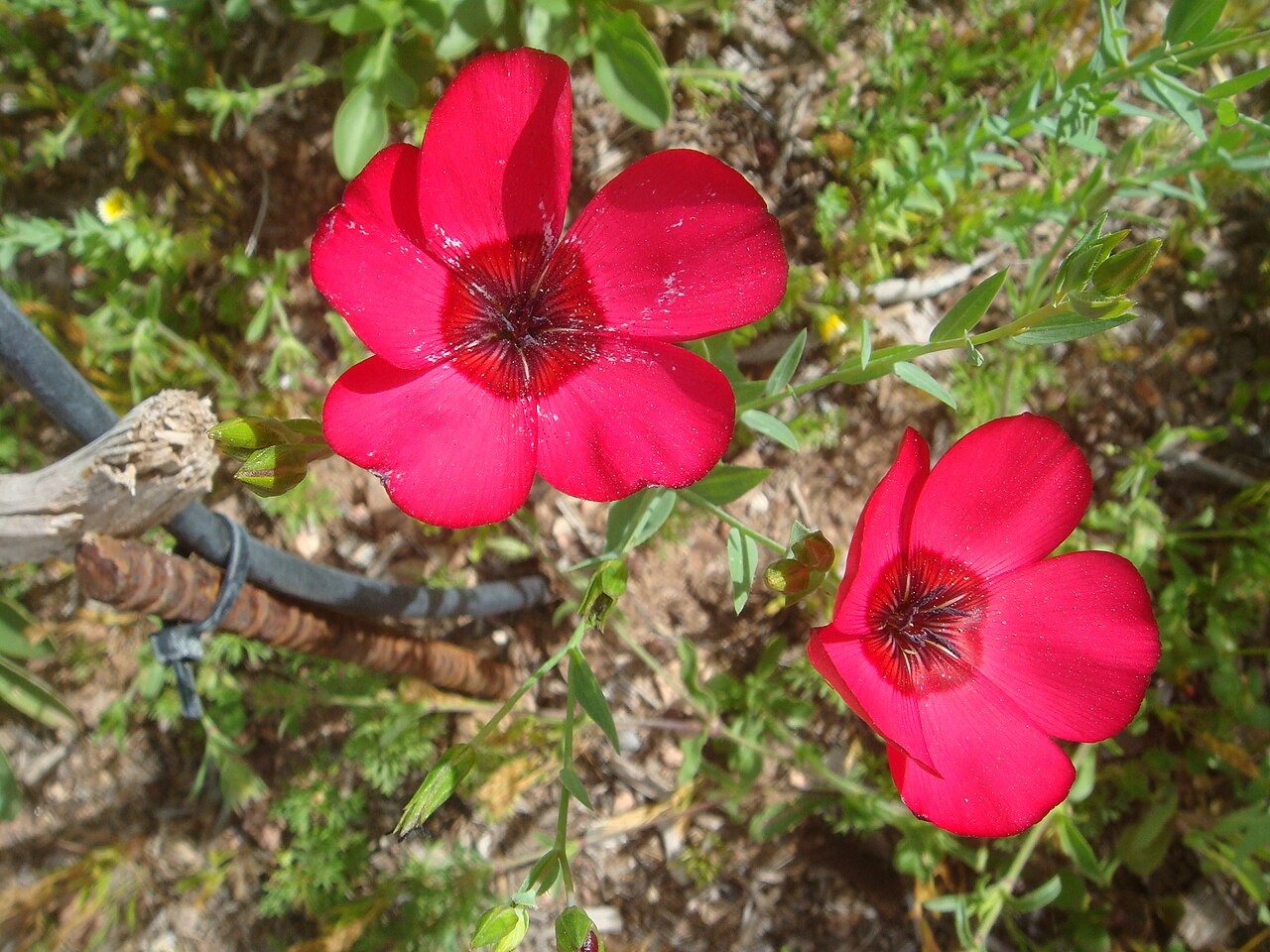 Лён декоративный (Linum grandiflorum) — внешний вид растения