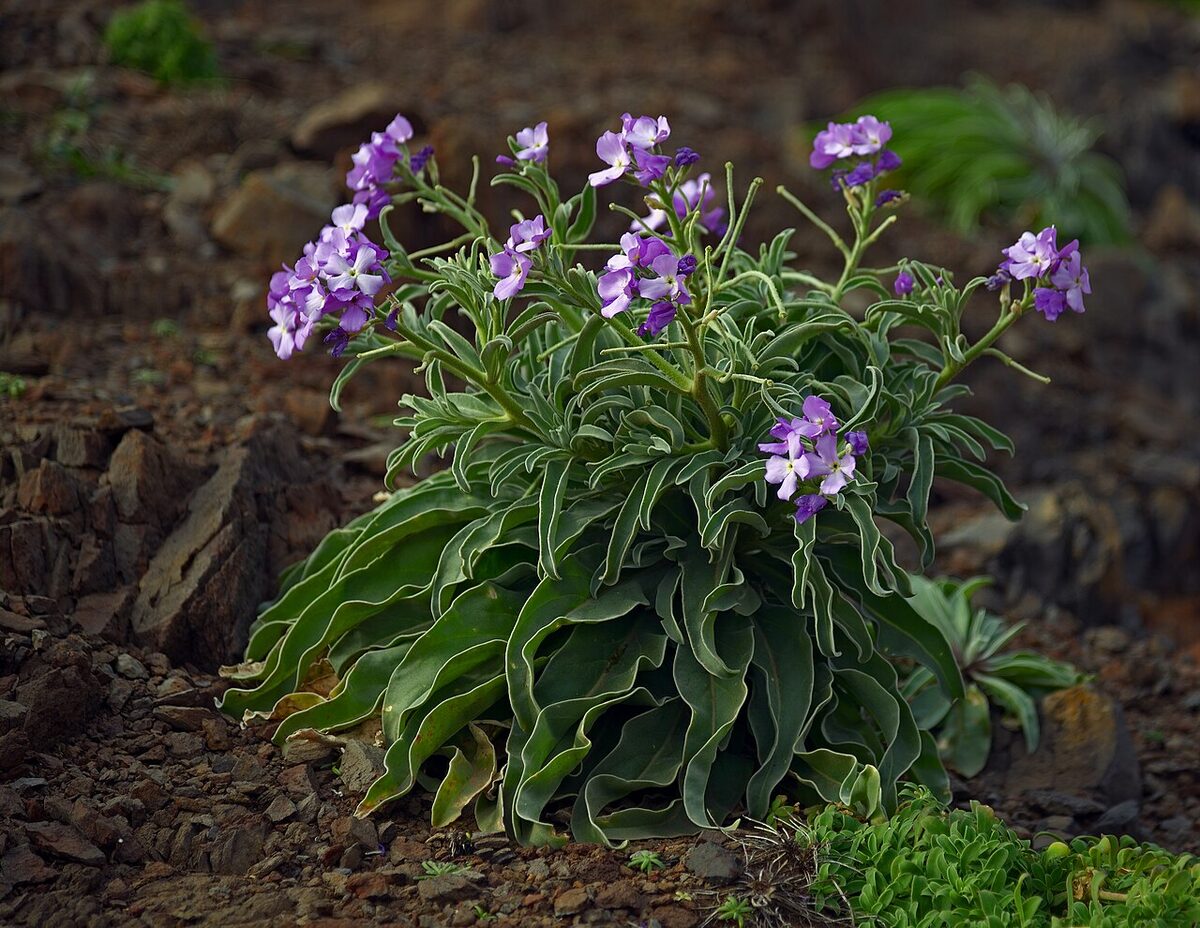 Левкой (Matthiola incana) — внешний вид растения