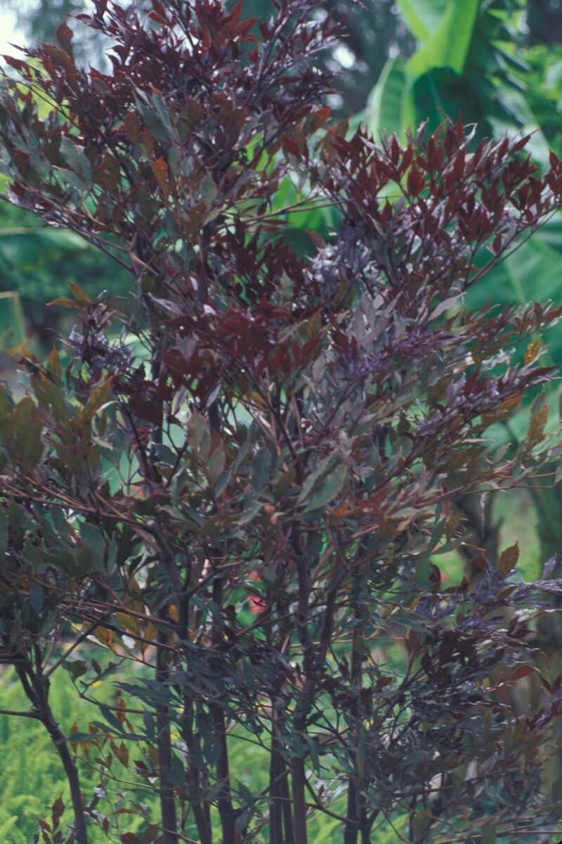 Лея (Leea guineensis) — внешний вид растения