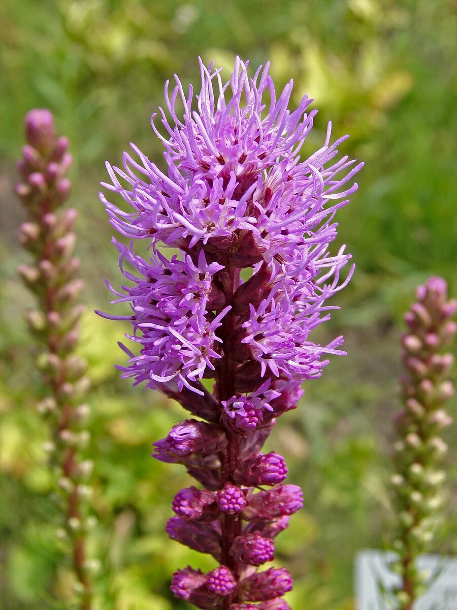 Лиатрис (Liatris spicata) — внешний вид растения