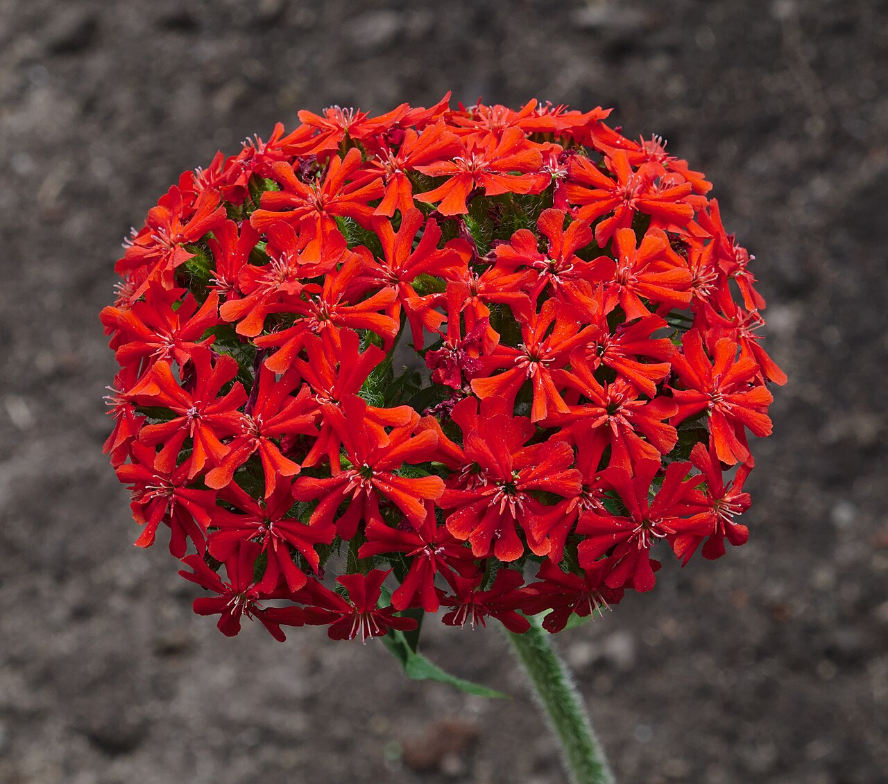Лихнис (Lychnis chalcedonica) — внешний вид растения