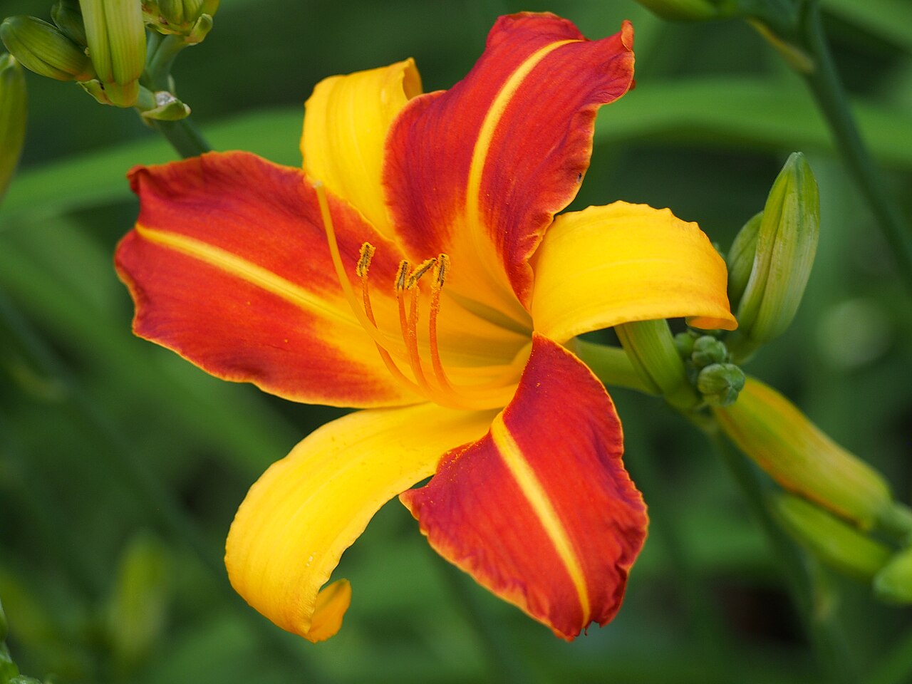 Лилейник Франс Хальс (Hemerocallis 'Frans Hals') — двухцветный цветок с чередующимися жёлтыми и красно-оранжевыми сегментами