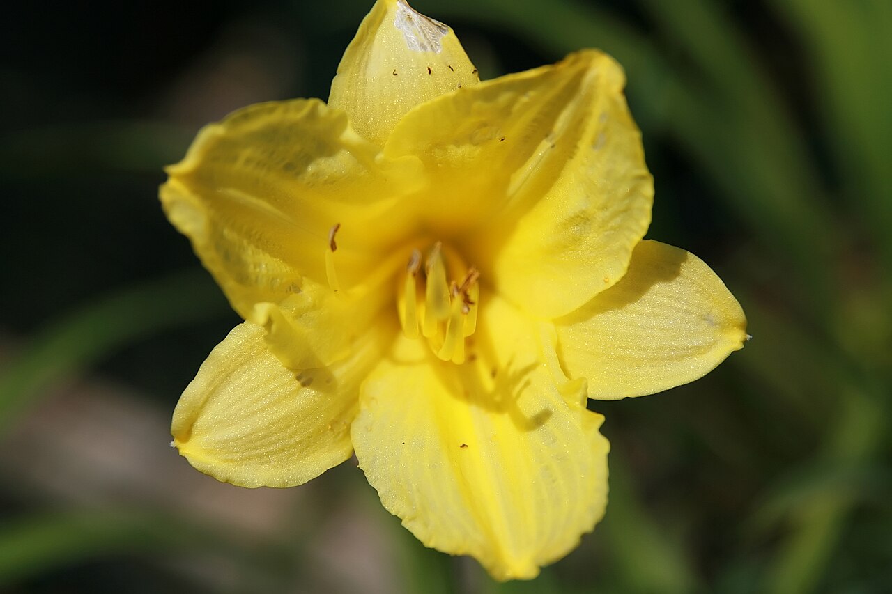 Лилейник Хэппи Ретёрнс (Hemerocallis 'Happy Returns') — лимонно-жёлтый цветок над узкой листвой