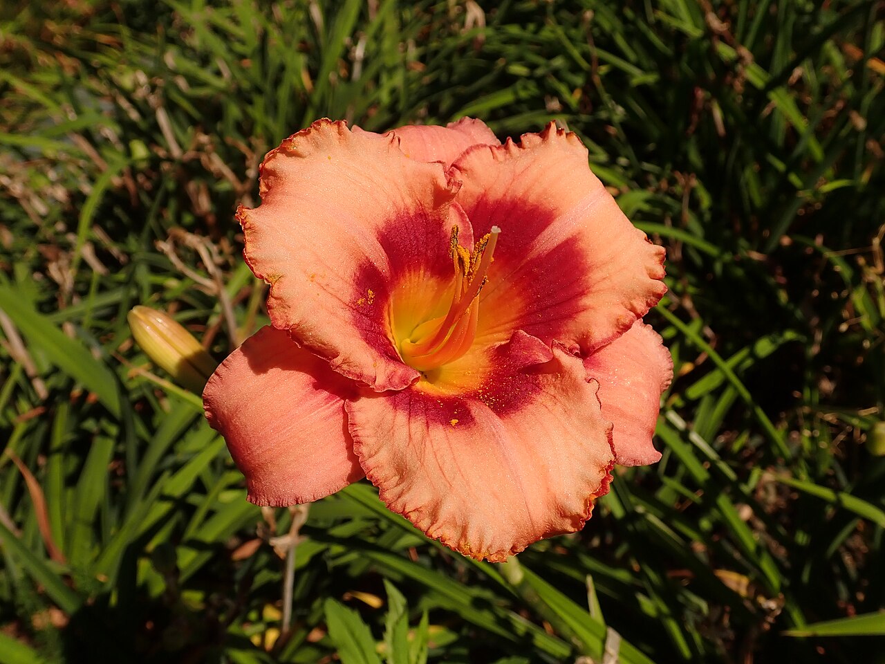 Лилейник Строуберри Кэнди (Hemerocallis 'Strawberry Candy') — нежно-розовый цветок с красным глазом
