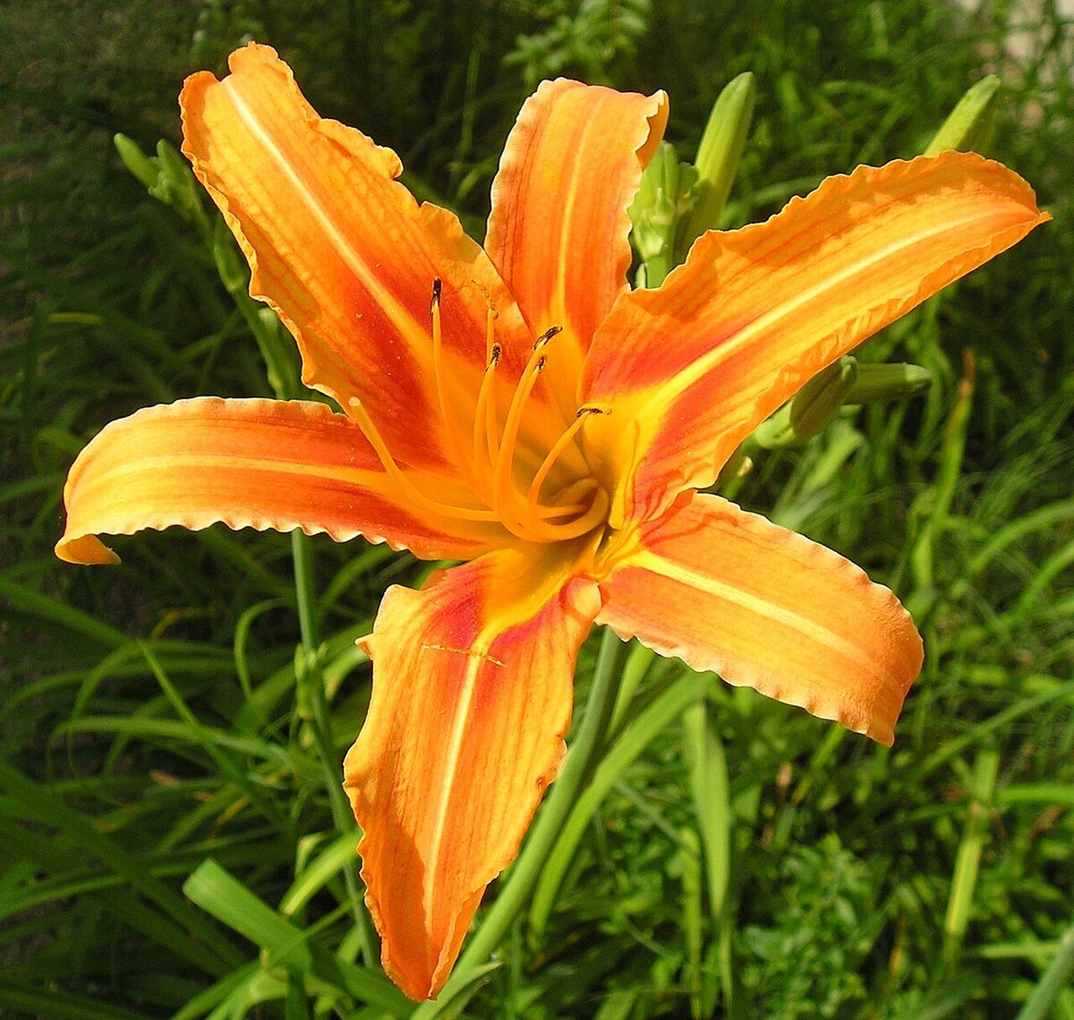 Лилейник (Hemerocallis) — внешний вид растения