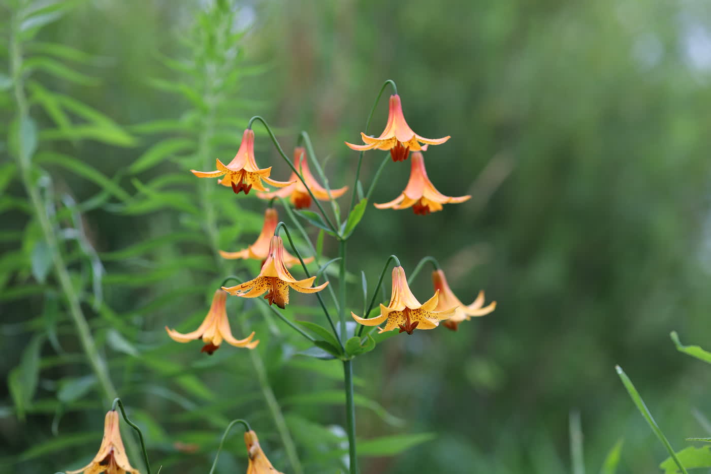 Лилия канадская (Lilium canadense) — несколько поникающих колокольчатых цветков на изогнутых цветоножках в ярусном «канделябре»