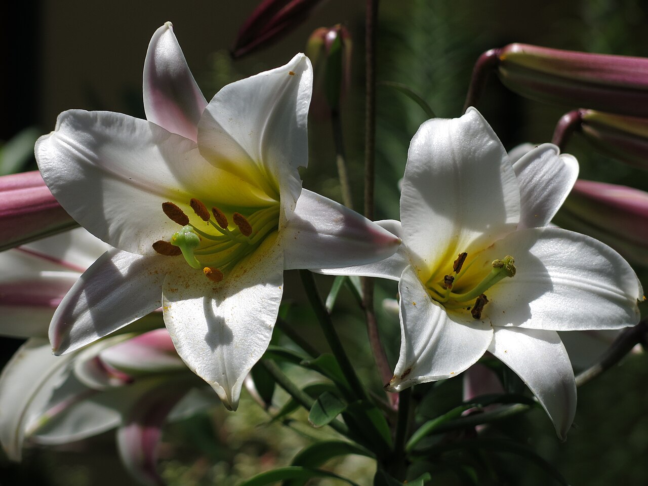 Лилия царственная (Lilium regale) — белые воронковидные цветки с жёлтым зевом и розово-пурпурным налётом на наружной стороне долей, рядом бутоны того же винного оттенка