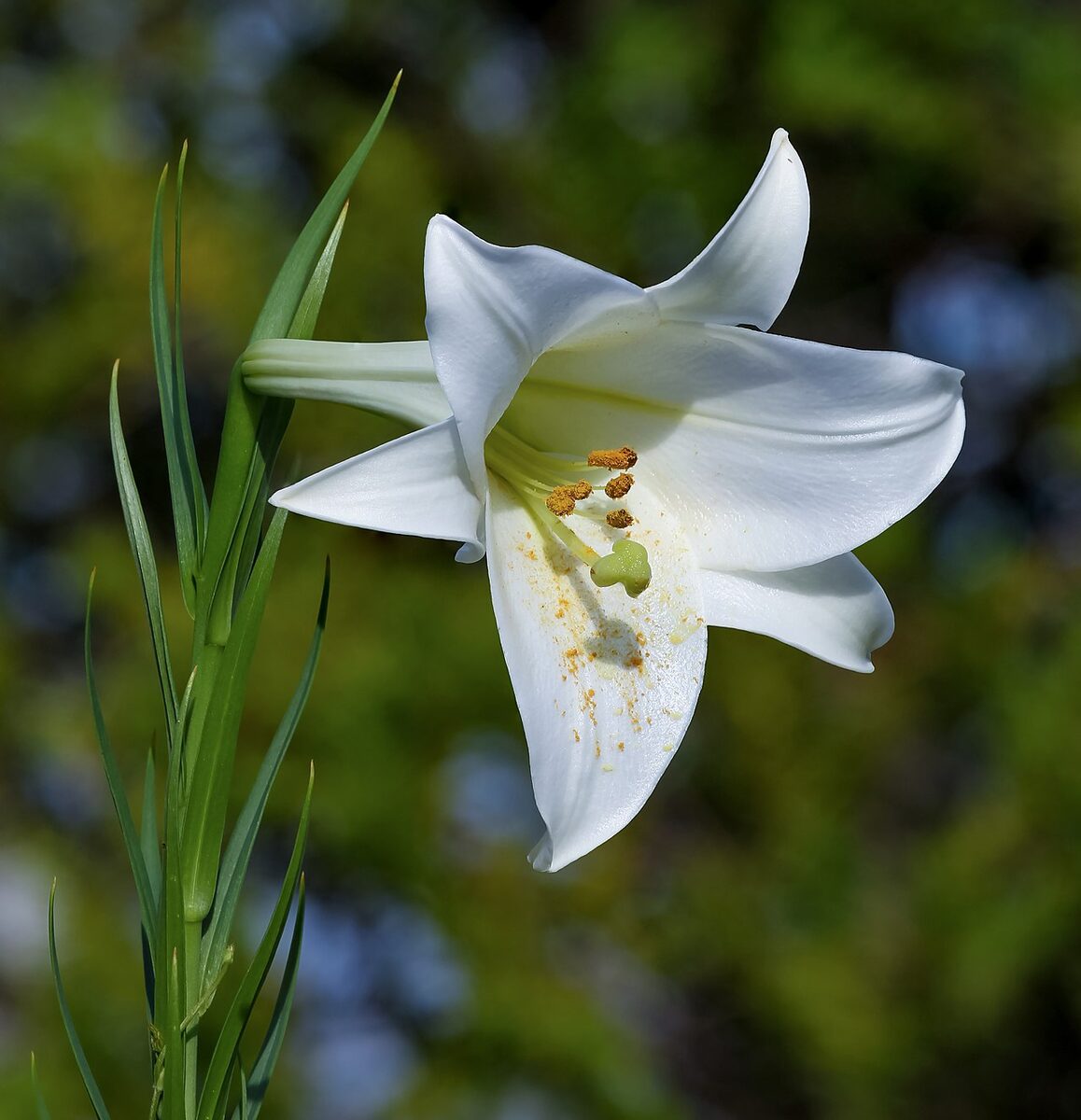 Лилия (Lilium) — внешний вид растения