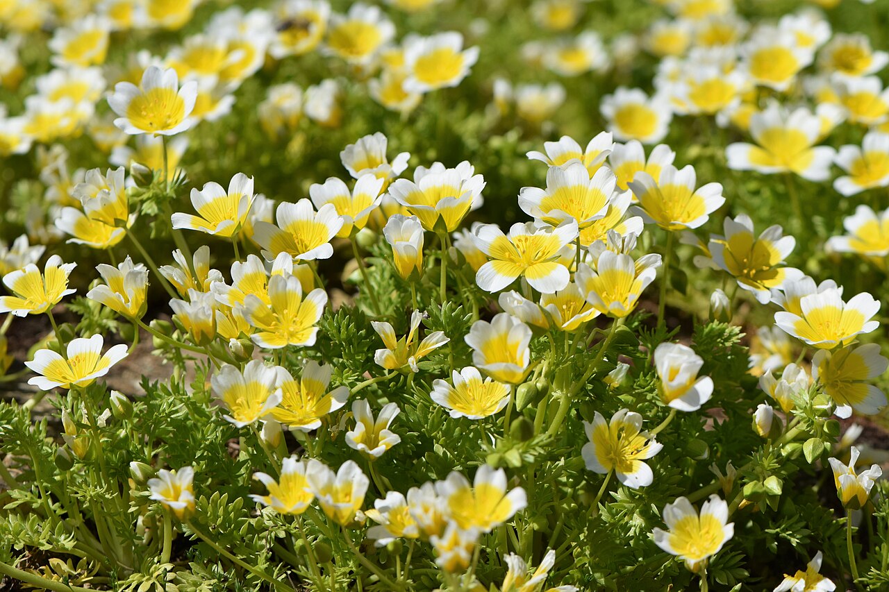 Лимнантес (Limnanthes douglasii) — внешний вид растения