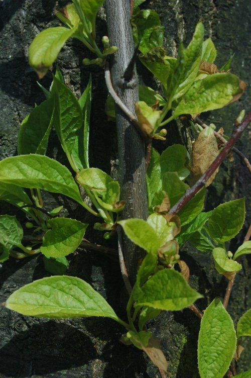 Лимонник китайский (Schisandra chinensis) — внешний вид растения