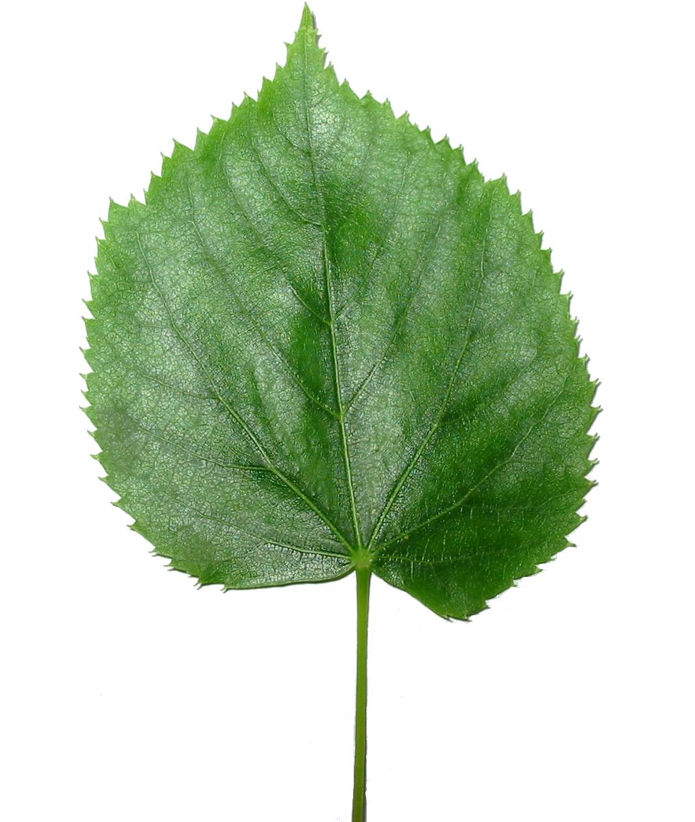Липа (Tilia) — внешний вид растения