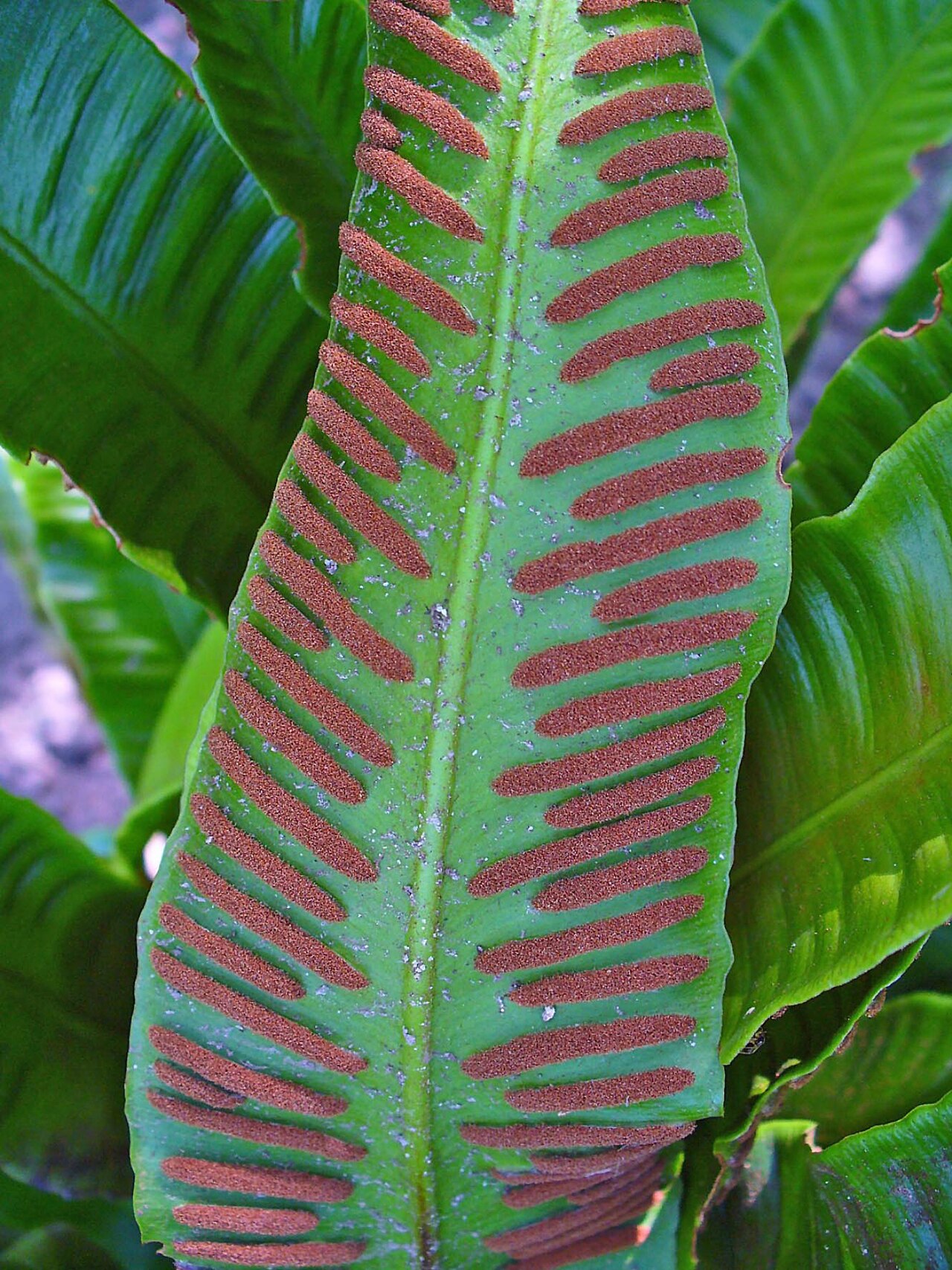 Листовик (Asplenium scolopendrium) — внешний вид растения