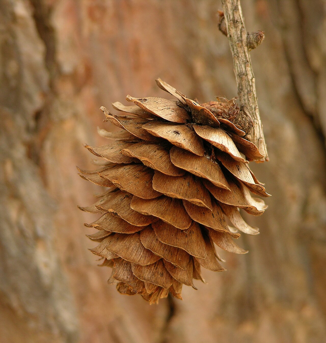 Лиственница (Larix) — внешний вид растения