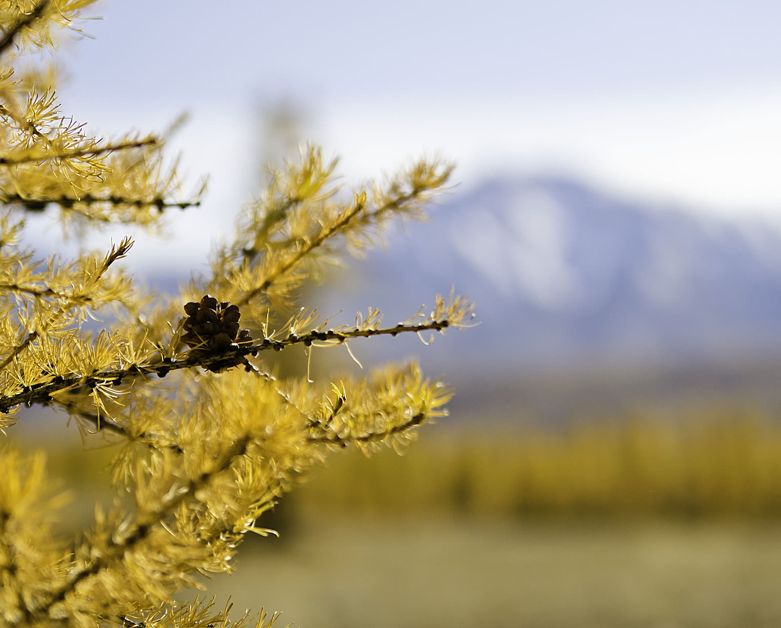 Лиственница сибирская (Larix sibirica) — золотистая хвоя осенью на побегах-брахибластах