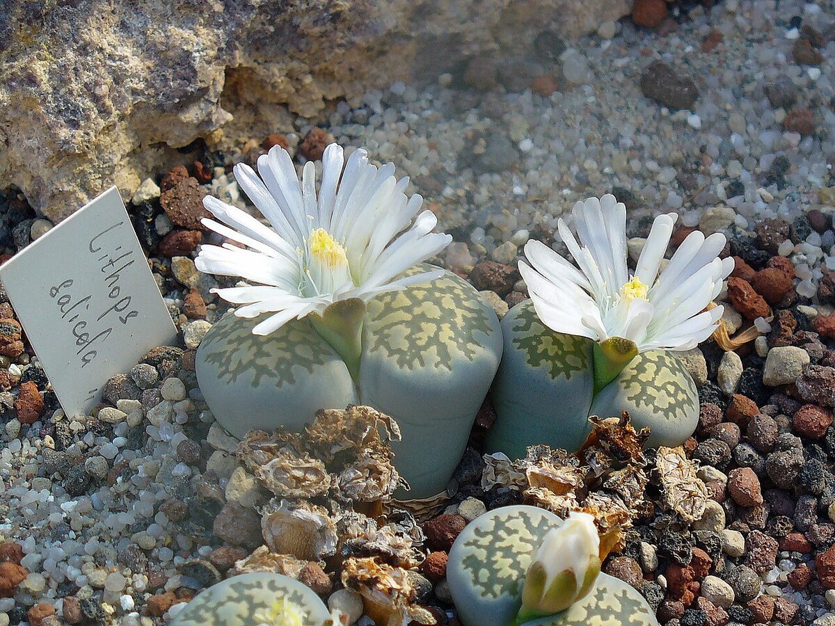 Литопс (Lithops) — внешний вид растения