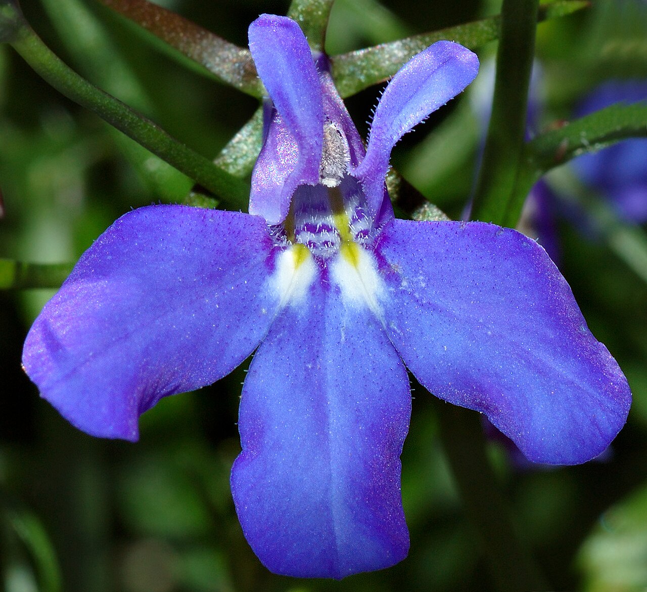 Лобелия (Lobelia erinus) — внешний вид растения
