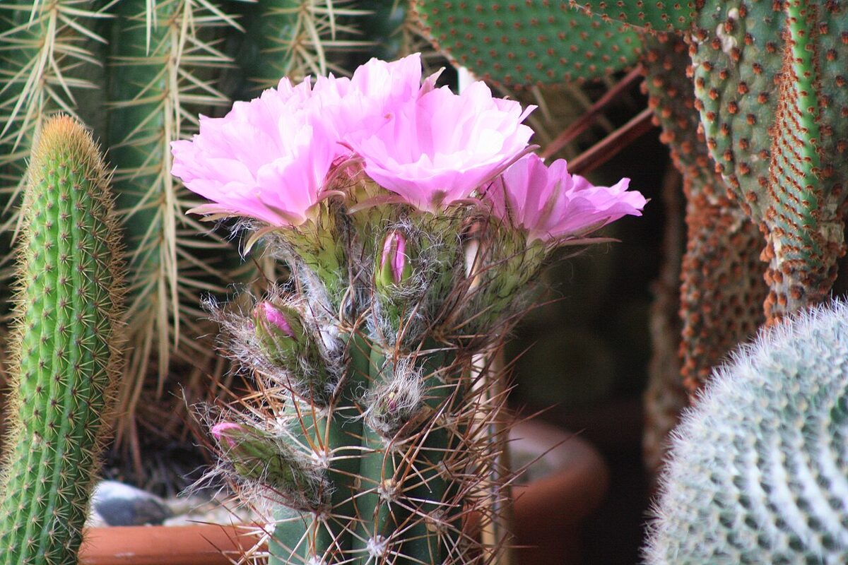 Лобивия (Lobivia (Echinopsis)) — внешний вид растения