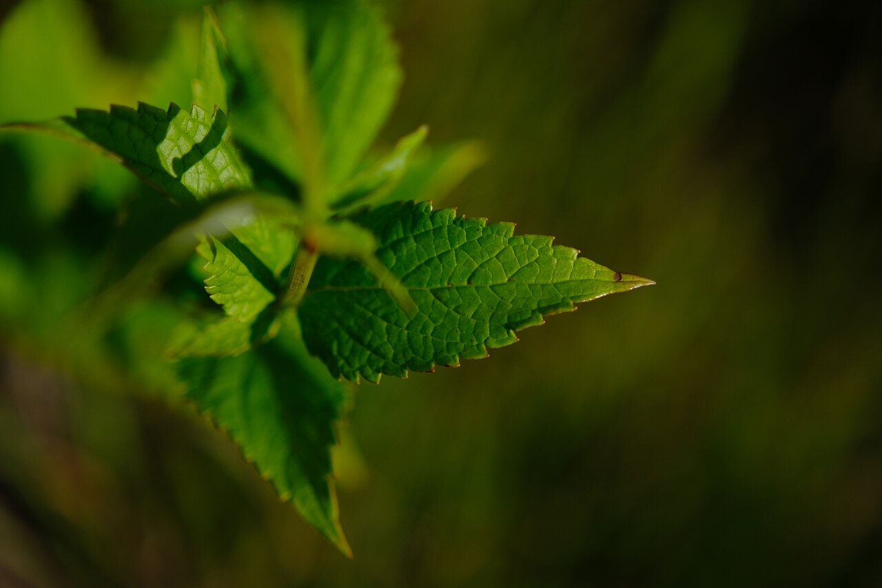 Лофант анисовый (Agastache foeniculum) — внешний вид растения