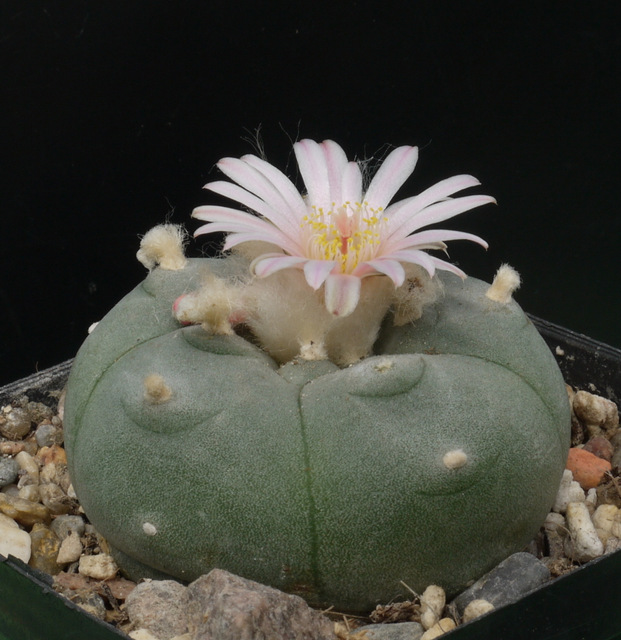 Лофофора (Lophophora williamsii) — внешний вид растения