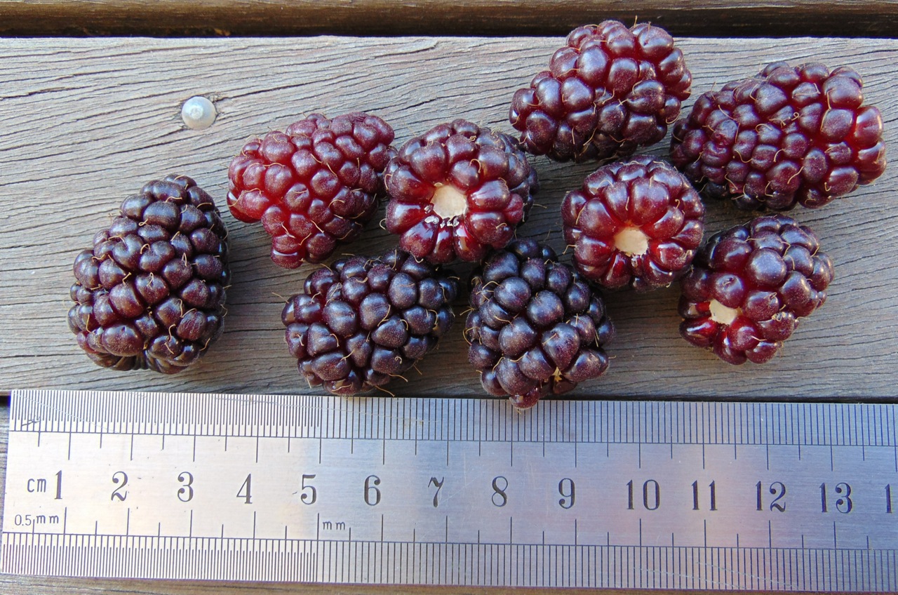 Логанова ягода (Rubus × loganobaccus) — внешний вид растения