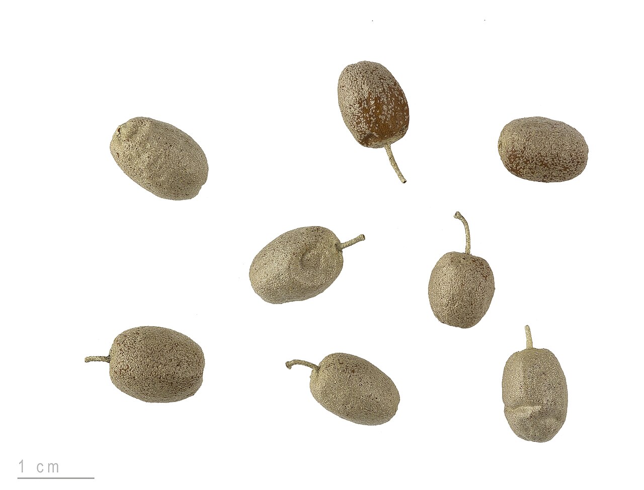 Лох узколистный (Elaeagnus angustifolia) — внешний вид растения