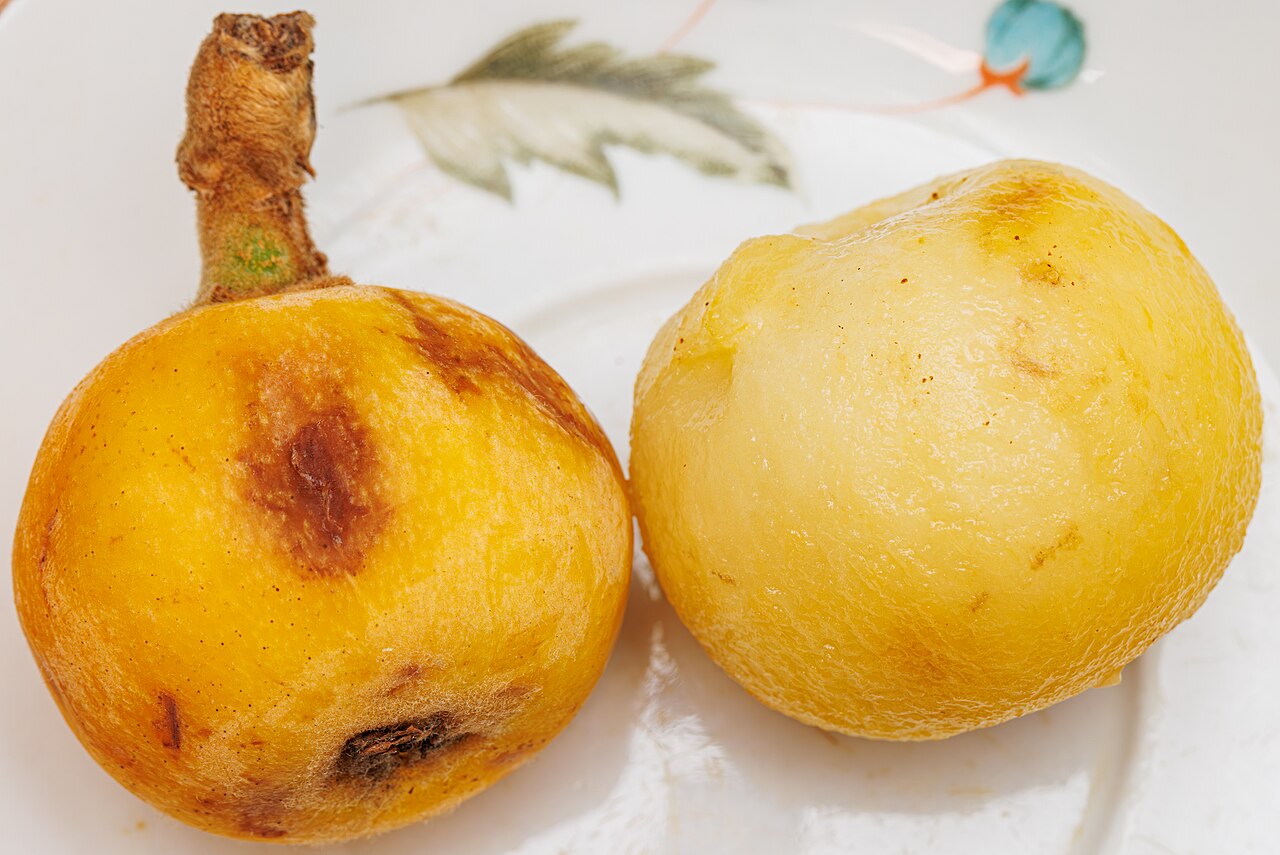 Локва (Eriobotrya japonica) — внешний вид растения