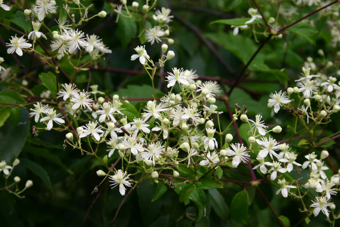Ломонос виргинский (Clematis virginiana) — дикая лиана с мелкими белыми цветками и пушистыми семенными головками