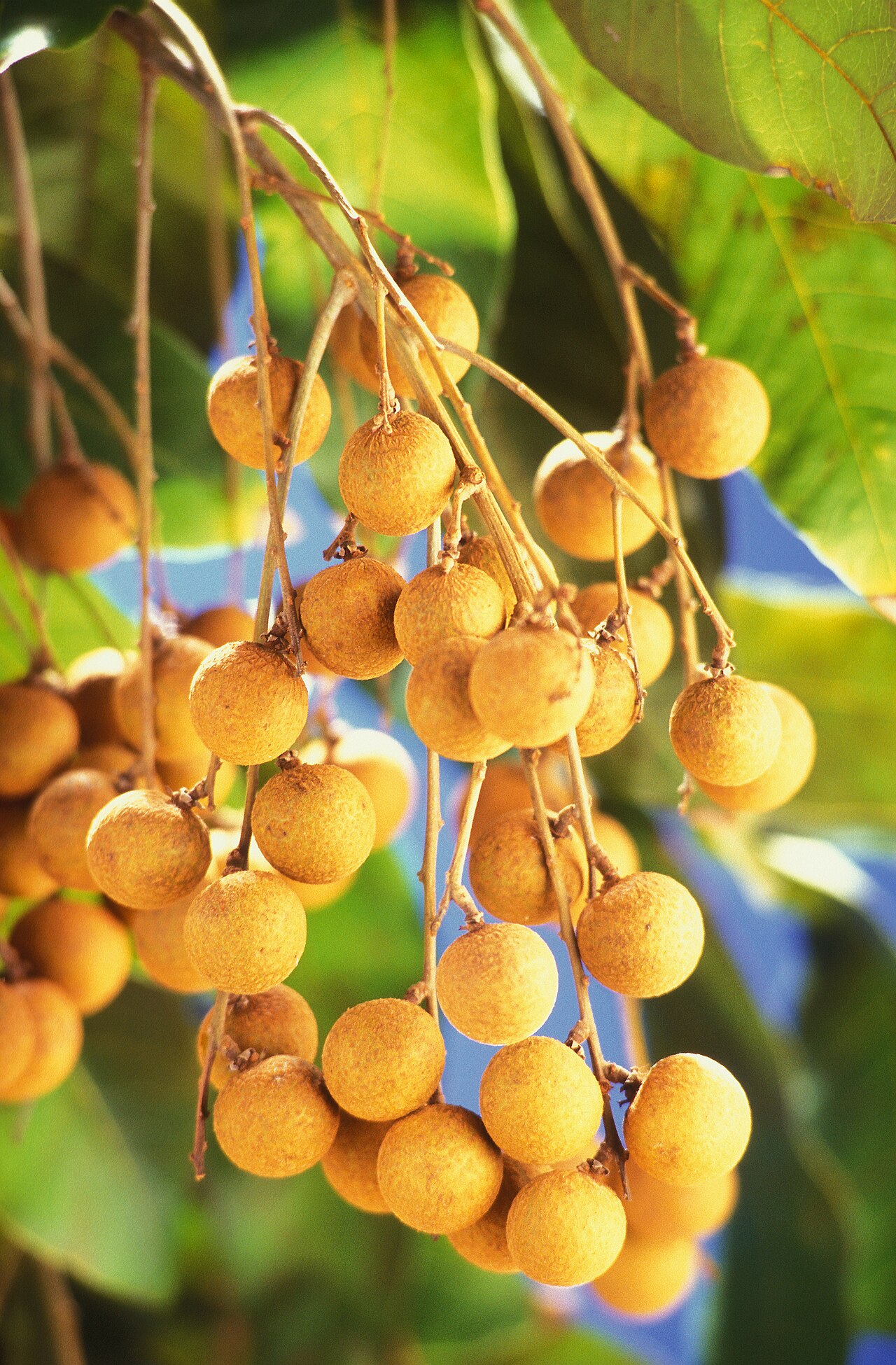 Лонган (Dimocarpus longan) — внешний вид растения