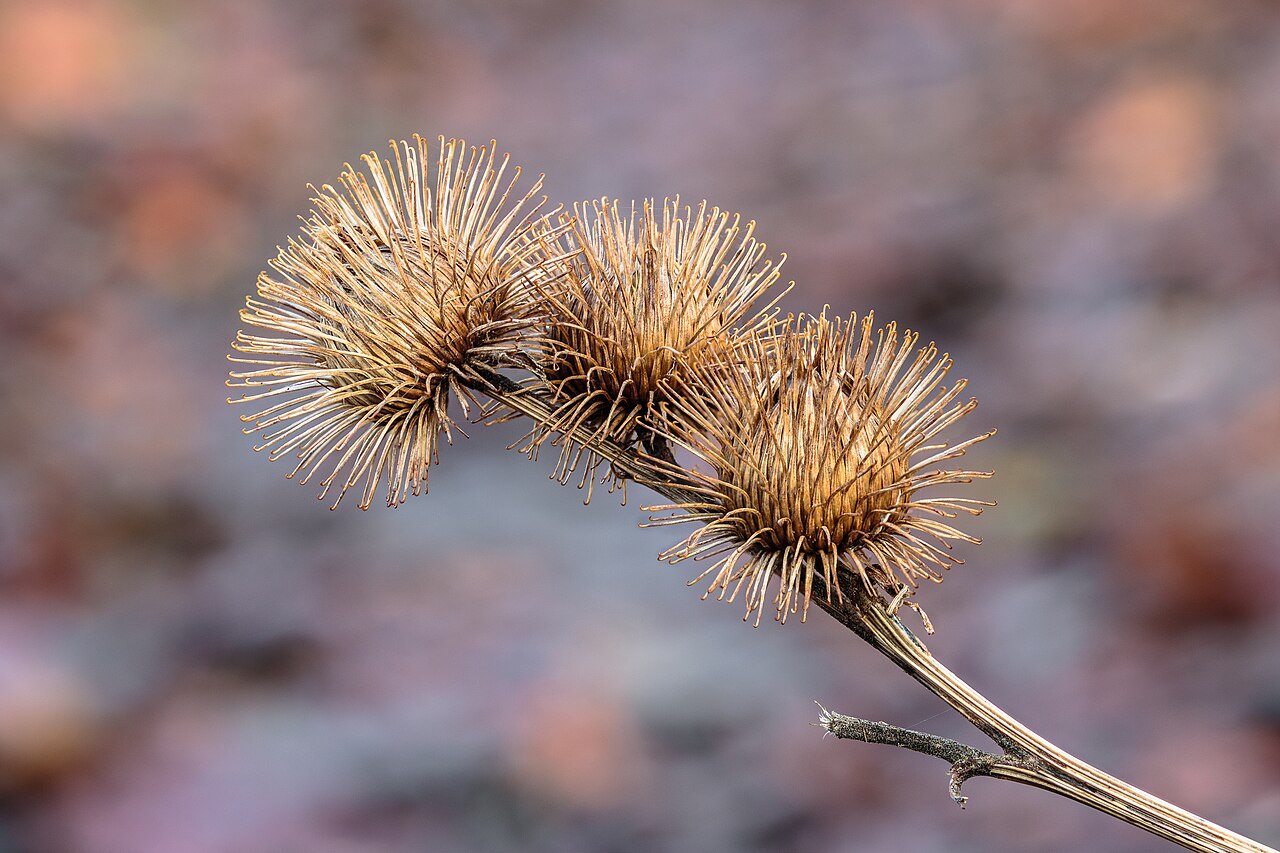 Лопух большой (Arctium lappa) — внешний вид растения