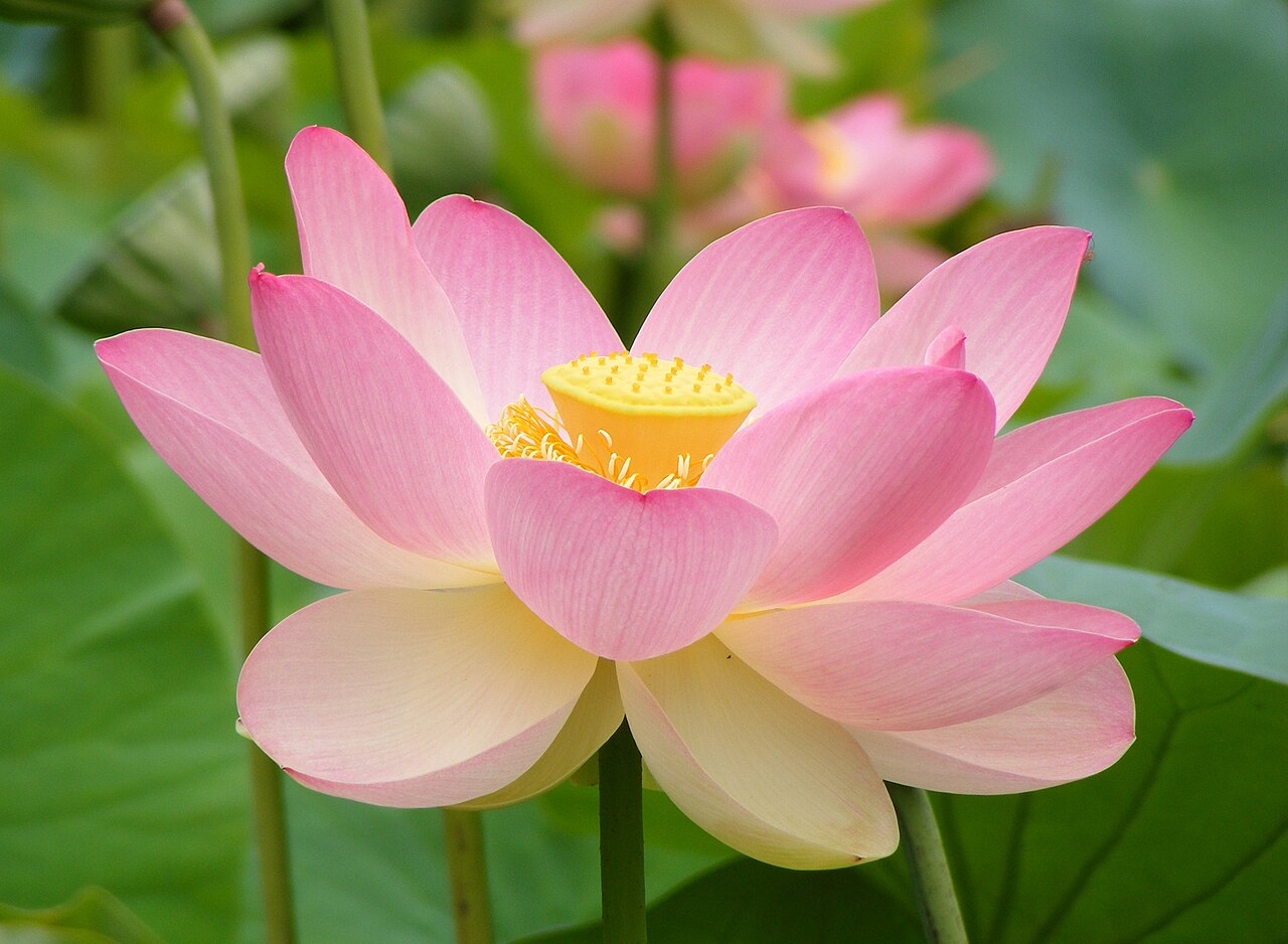 Лотос (Nelumbo nucifera) — внешний вид растения