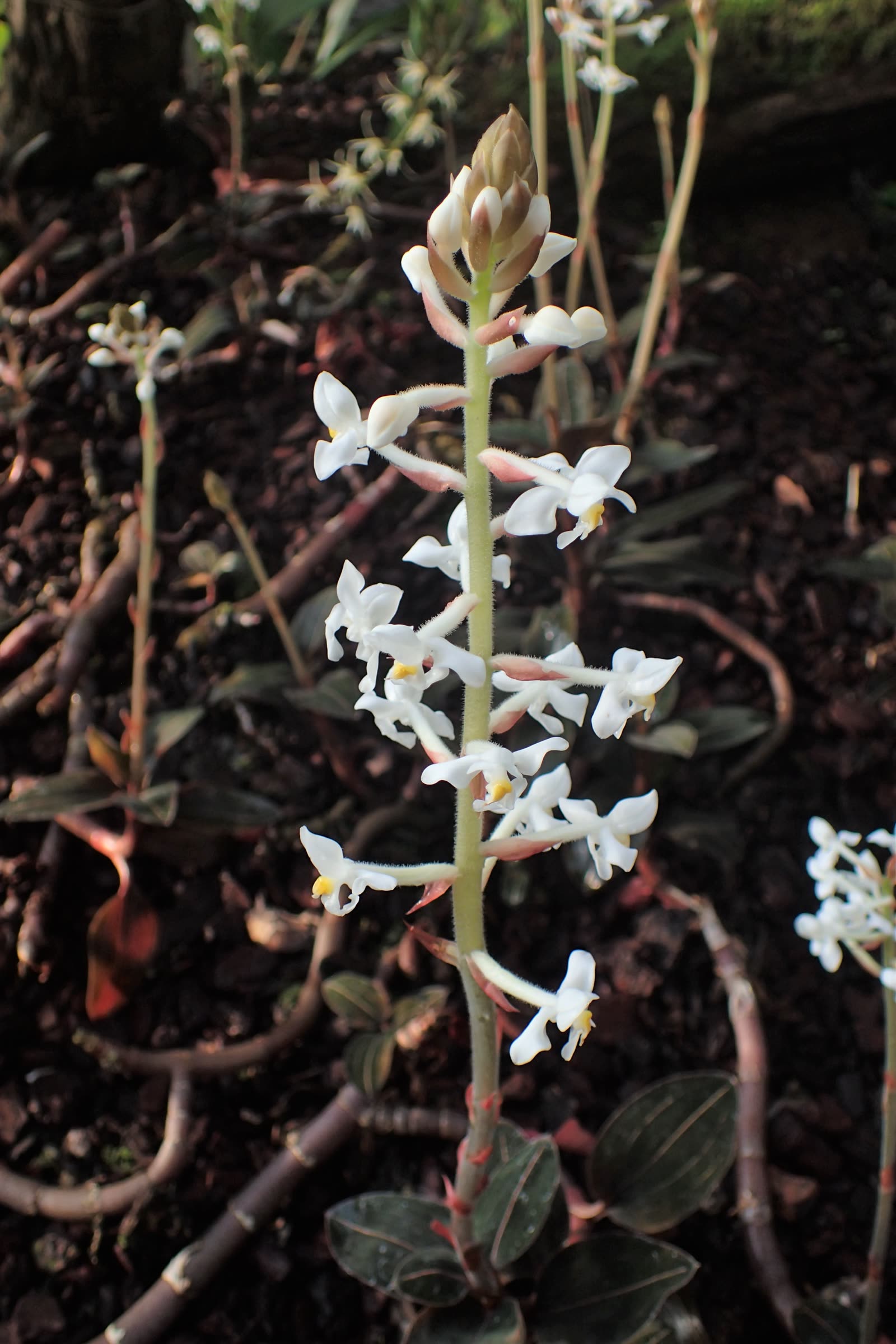 Лудизия разноцветная (Ludisia discolor) — бархатные тёмные листья с металлическим жилкованием