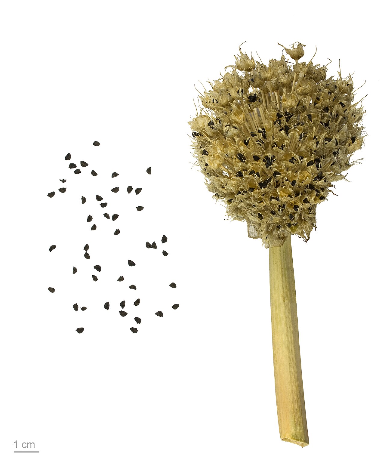 Лук-батун (Allium fistulosum) — внешний вид растения
