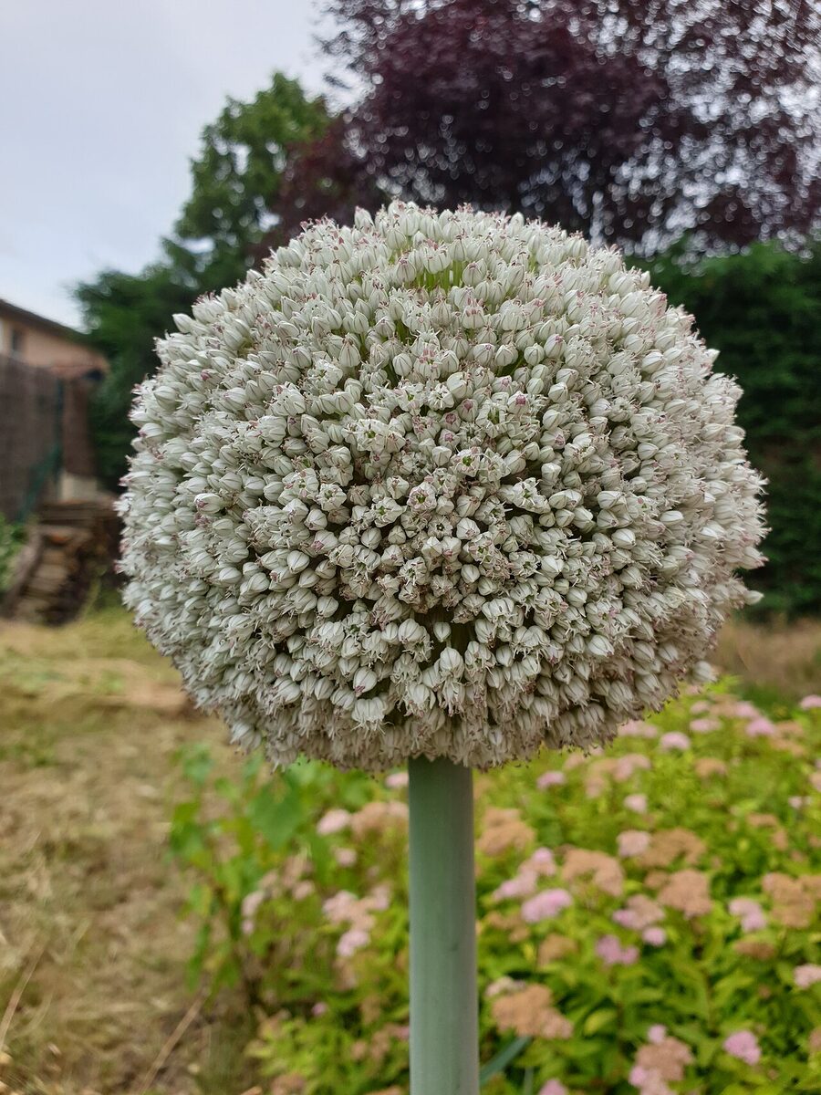Лук-порей (Allium porrum) — внешний вид растения