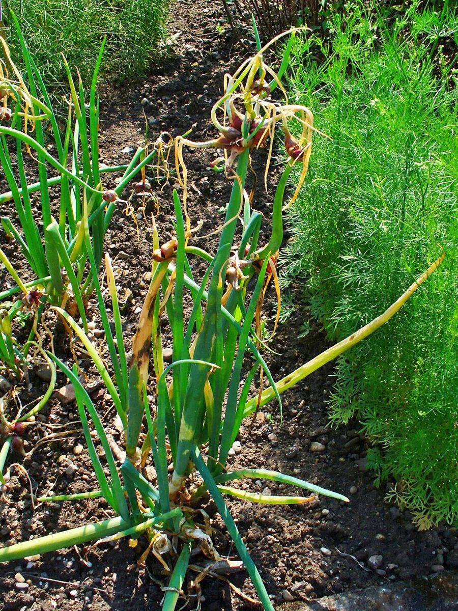 Лук репчатый (Allium cepa) — внешний вид растения