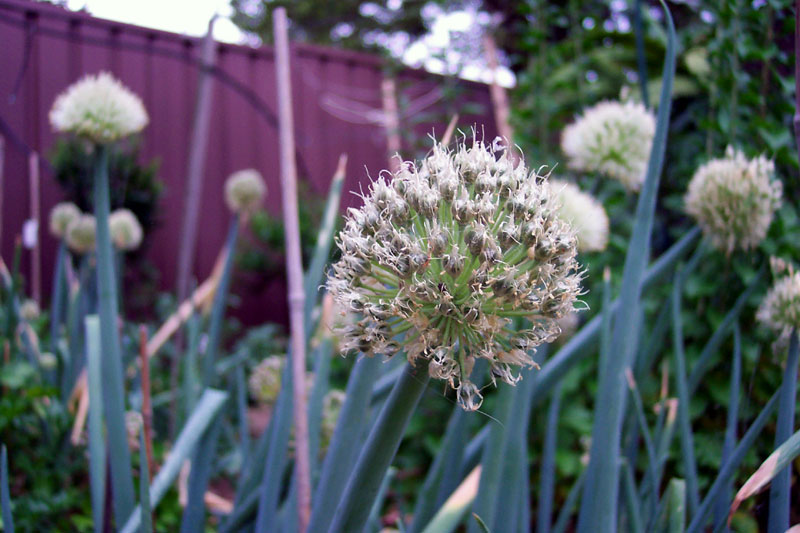 Лук-шалот (Allium ascalonicum) — внешний вид растения