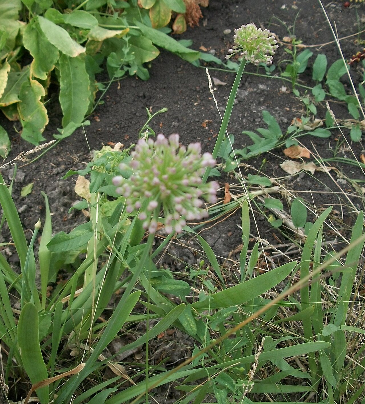 Лук-слизун (Allium nutans) — внешний вид растения