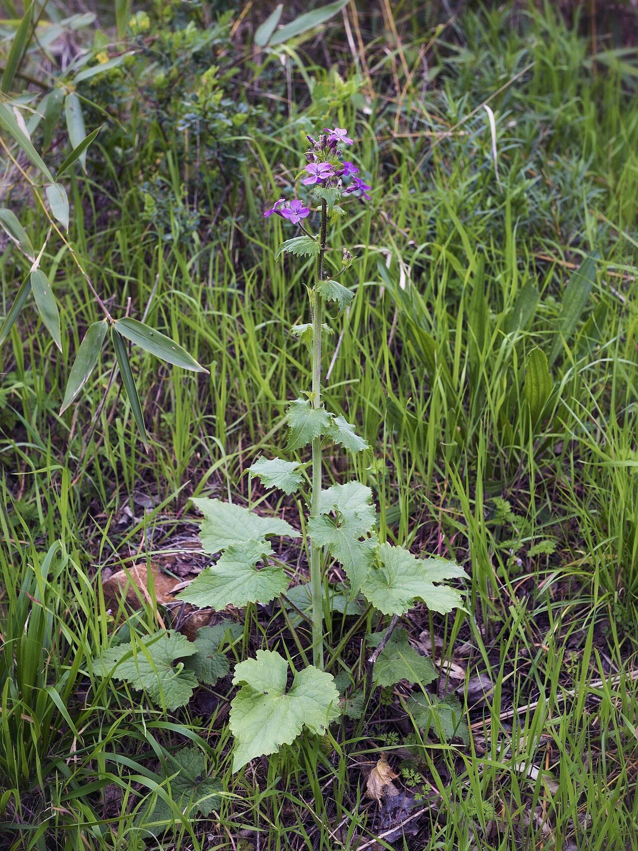 Лунник (Lunaria annua) — внешний вид растения