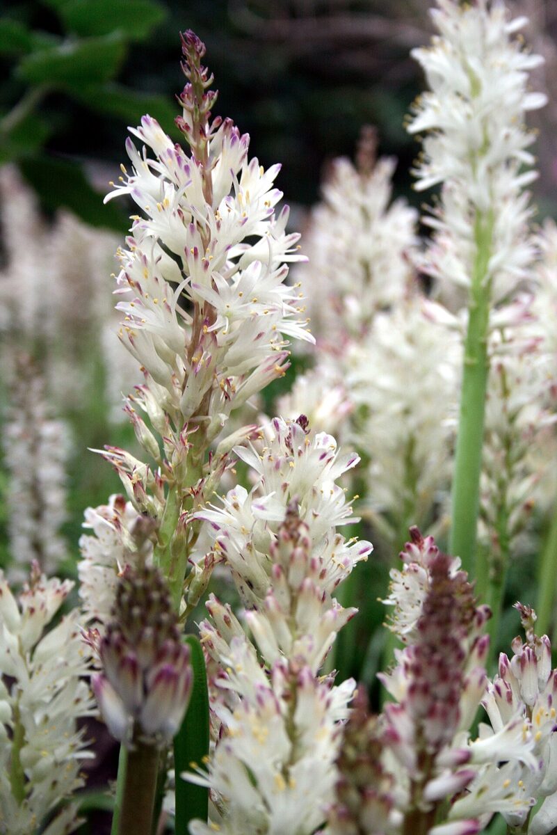 Лахеналия (Lachenalia) — внешний вид растения