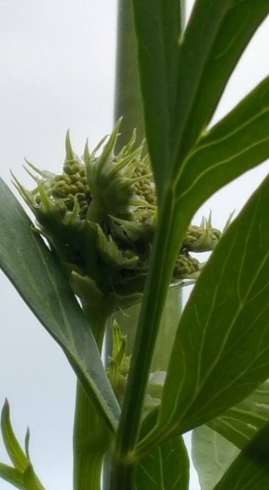Любисток (Levisticum officinale) — внешний вид растения