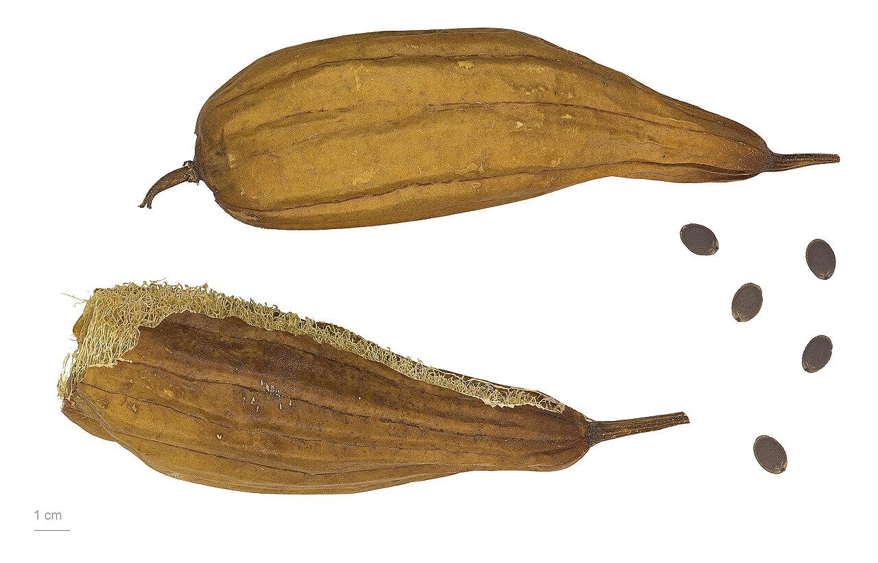Люффа (Luffa aegyptiaca) — внешний вид растения