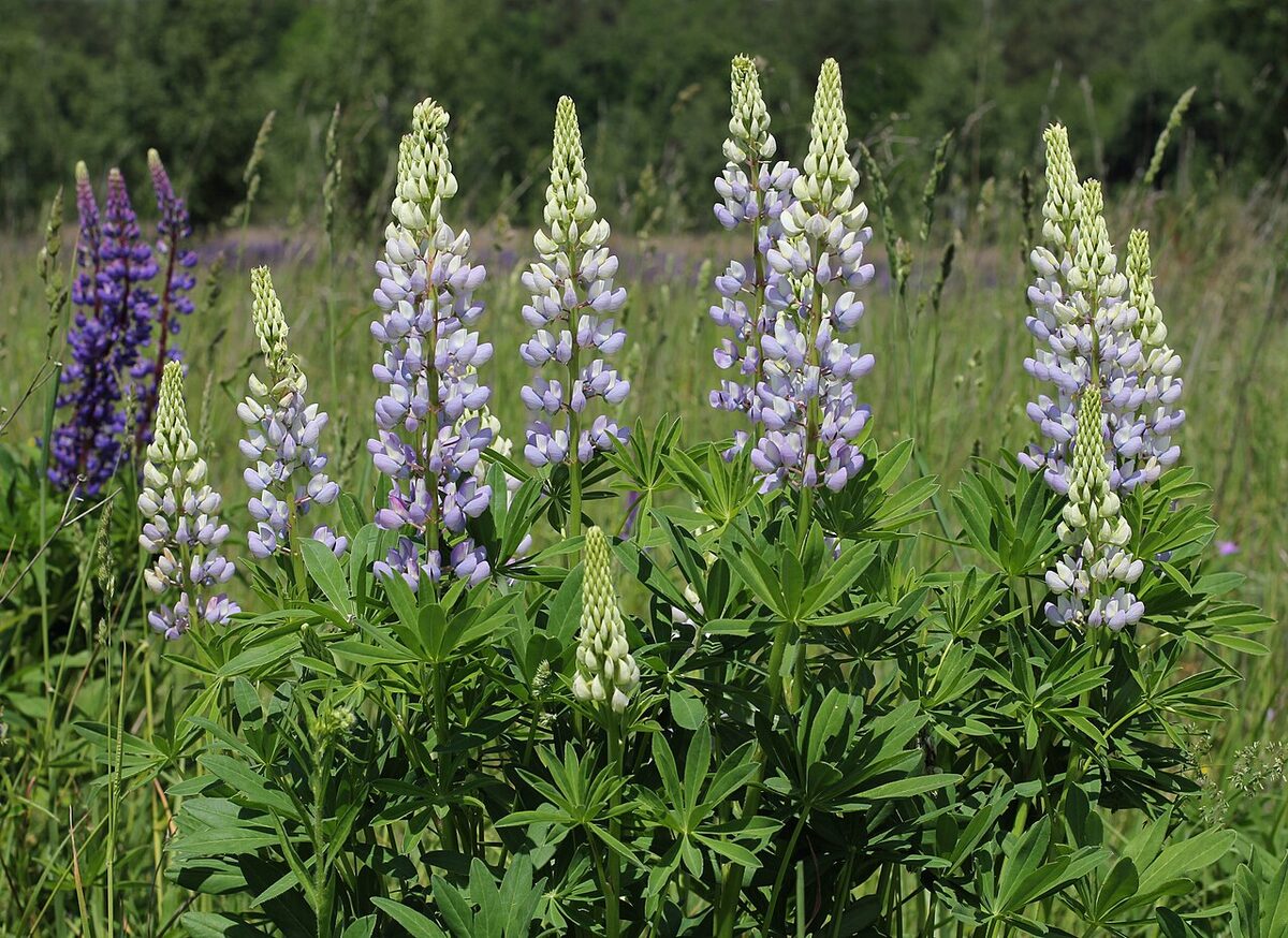 Люпин (Lupinus) — внешний вид растения