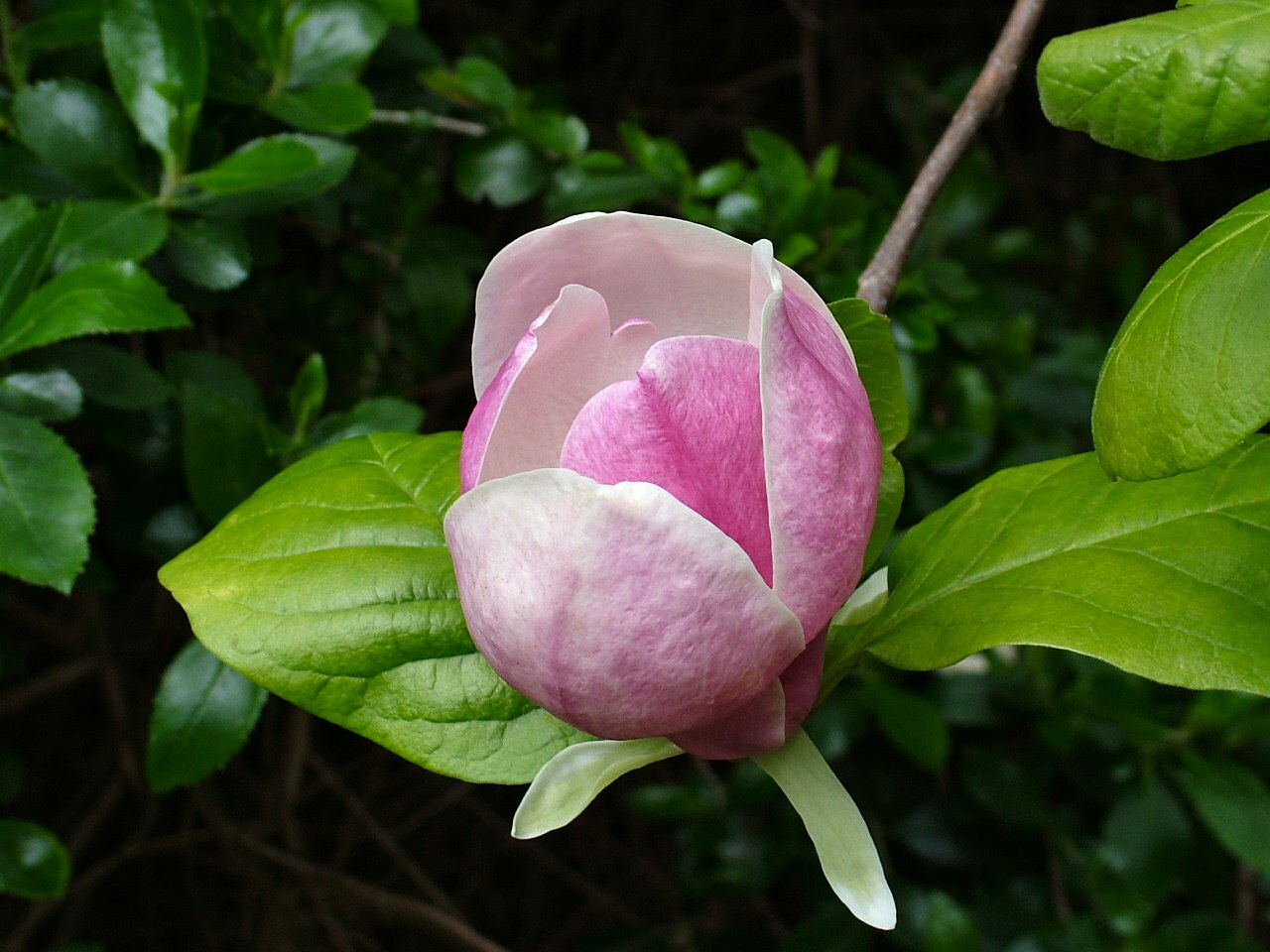 Магнолия (Magnolia) — внешний вид растения