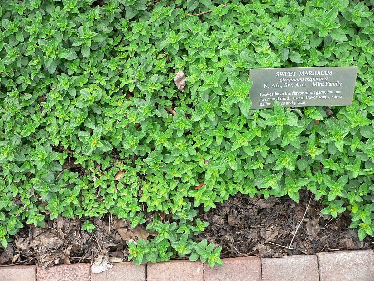 Майоран (Origanum majorana) — внешний вид растения