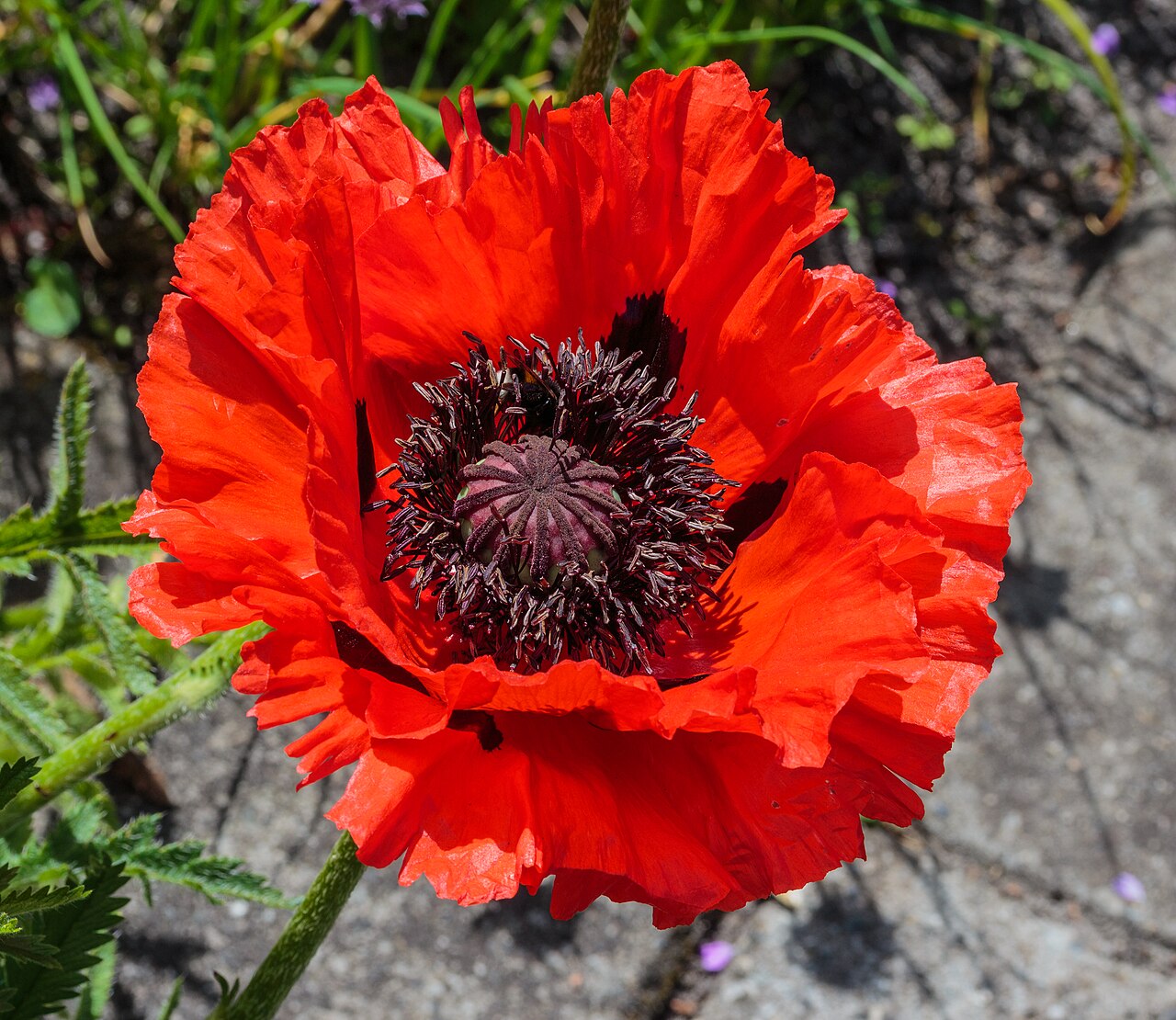 Мак восточный (Papaver orientale) — внешний вид растения