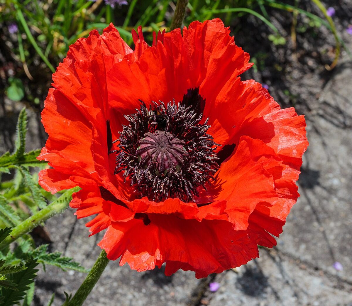 Мак декоративный (Papaver) — внешний вид растения