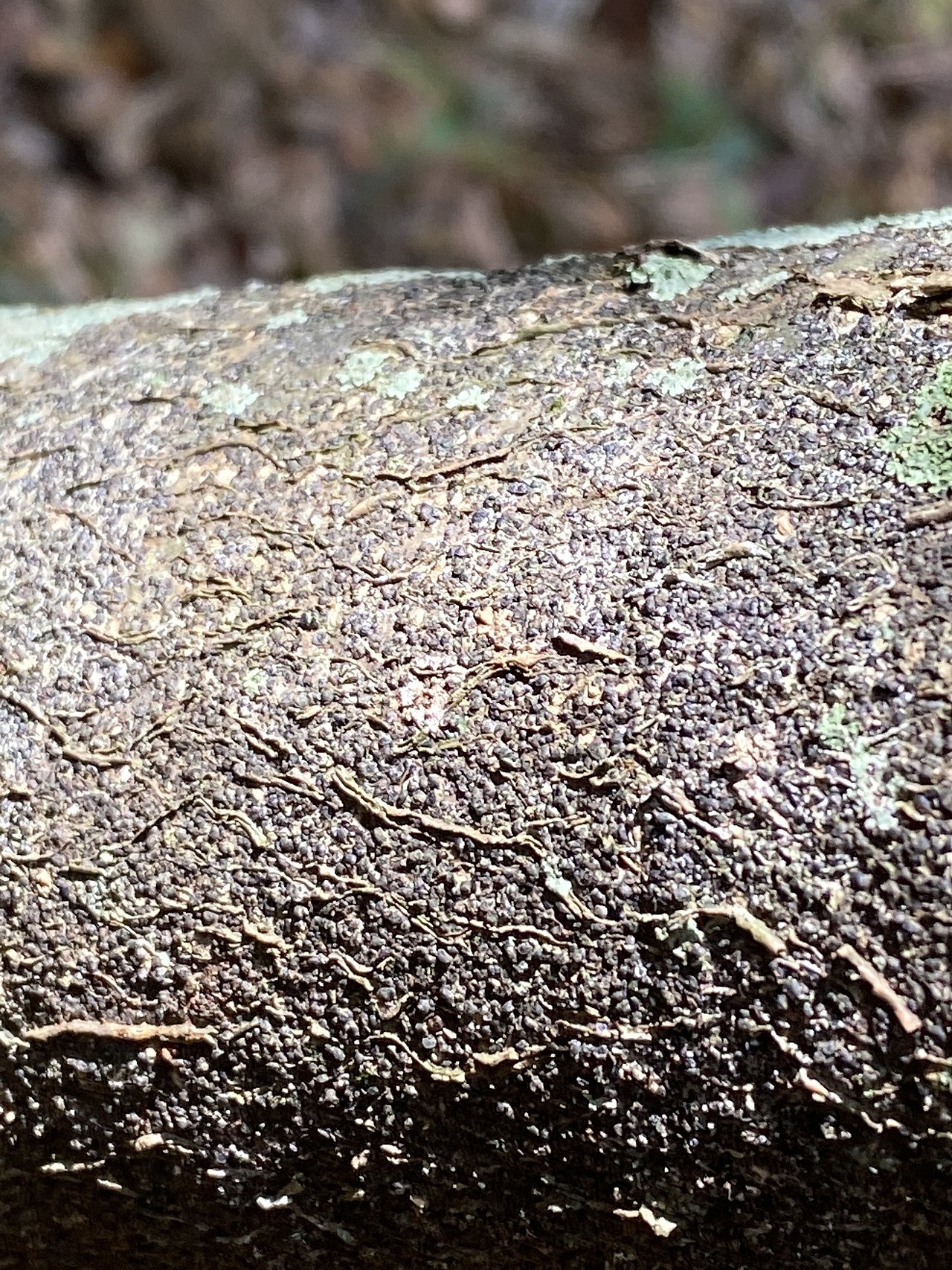 Макадамия (Macadamia integrifolia) — внешний вид растения