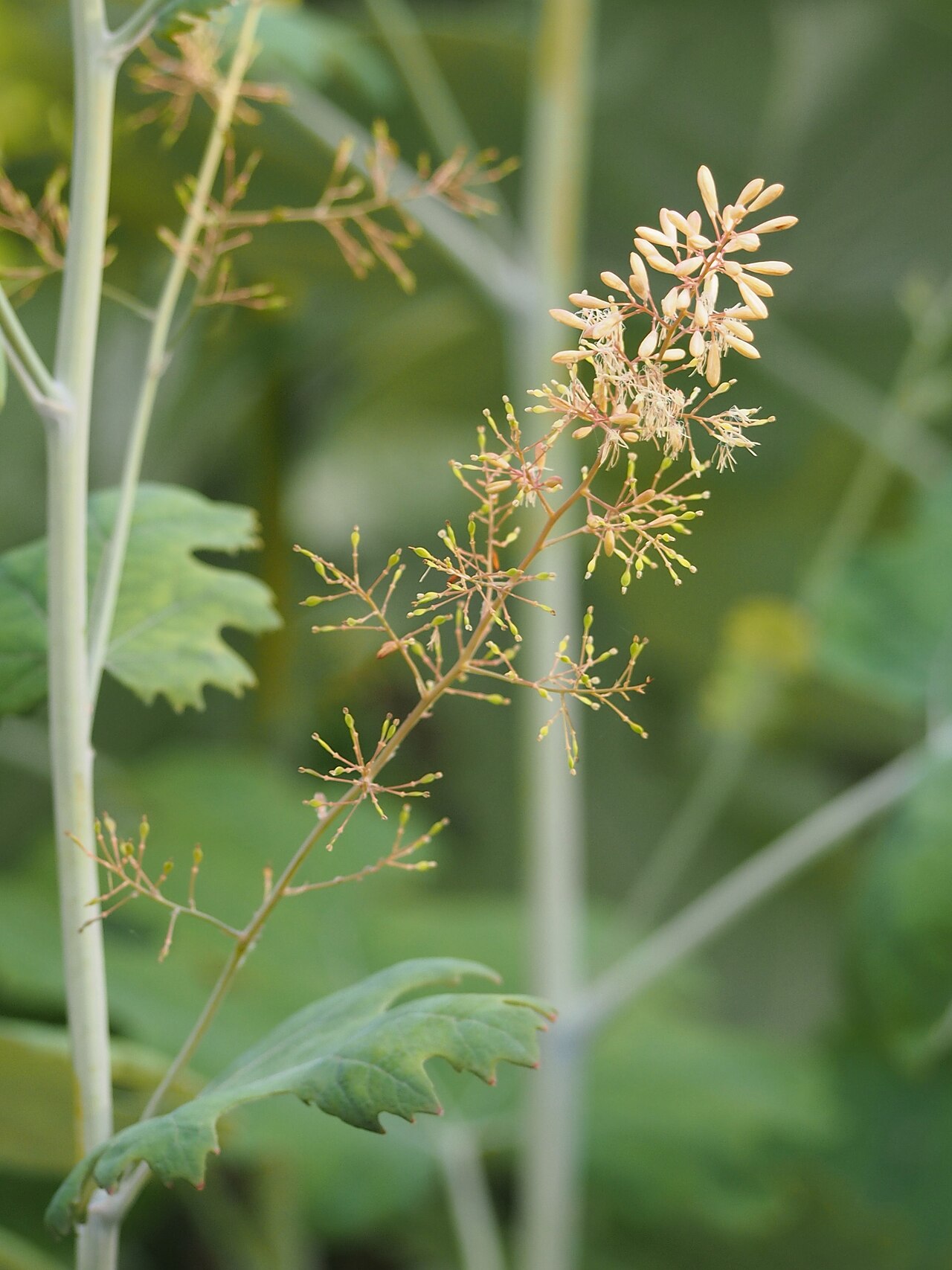 Маклейя (Macleaya) — внешний вид растения