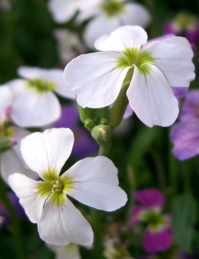 Мальколмия (Malcolmia maritima) — внешний вид растения