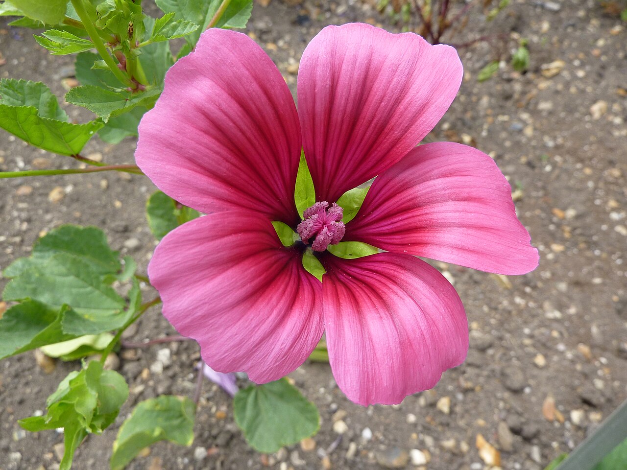Малопа (Malope trifida) — внешний вид растения