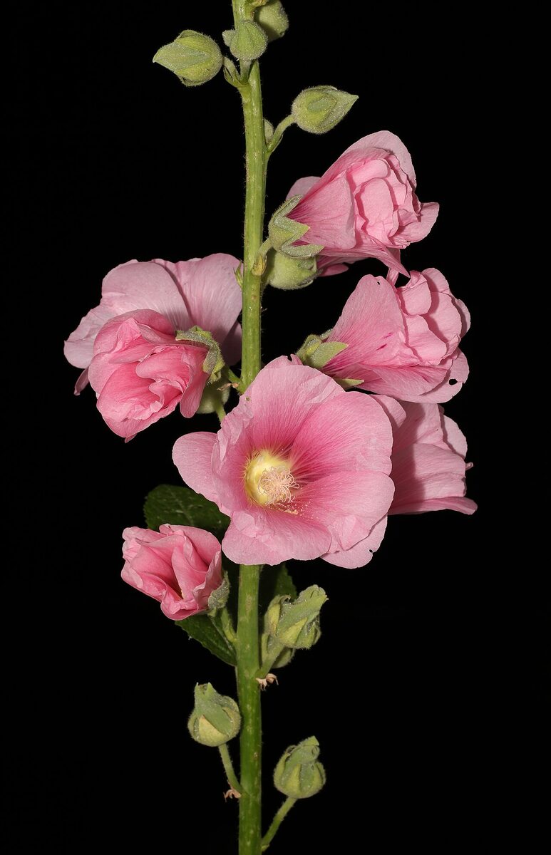 Мальва (Alcea rosea) — внешний вид растения